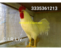 Galline Livornesi Selezionate