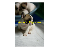 Bulldog francese