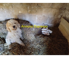 Lagotto romagnolo