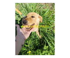 In regalo GAETANO mix Golden Retriever 5